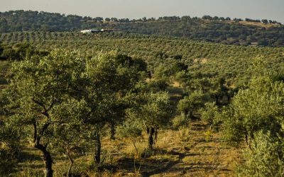 Cata de aceites en la Sierra de Gata: una experiencia que despierta los sentidos